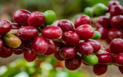 Huila encabeza proyecto piloto nacional para exportar café a la Unión Europea libre de deforestación