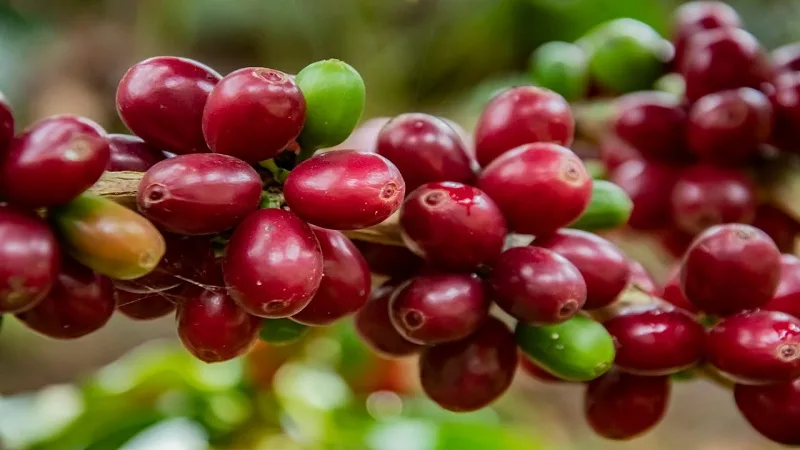 Huila encabeza proyecto piloto nacional para exportar café a la Unión Europea libre de deforestación