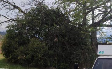 Hallan cuerpo sin vida de un joven en el barrio Campinas Rosales de Algeciras, Huila