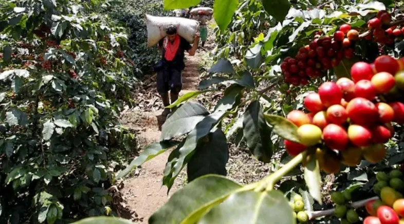 Colombia buscará aumentar su producción de café en los próximos cuatro años: Bahamón