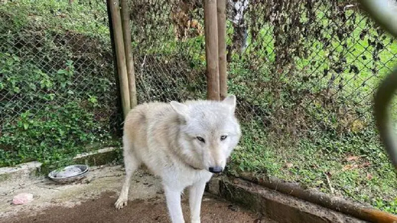 El perro lobo de Antioquia, una especie híbrida que representa riesgo biológico