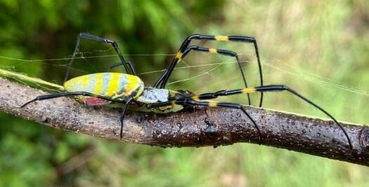 Arañas venenosas podrían propagarse por el este de EE.UU.