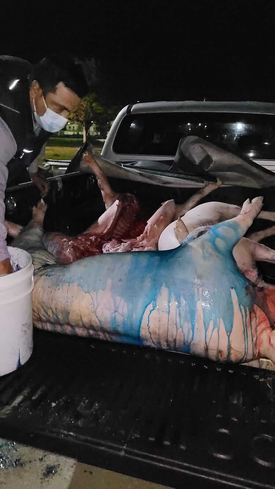 En matadero clandestino incautan 300 kilos de carne de cerdo en Pitalito
