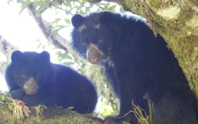 14 municipios del Huila albergan al oso de anteojos