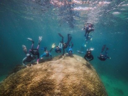 Hallan un enorme coral de 400 años en Gran Barrera australiana
