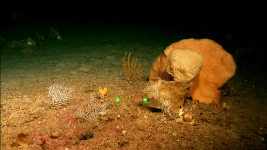 Descubren tres especies de esponjas en los montes submarinos de Mallorca