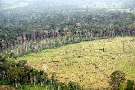 Colombia busca plantar cinco millones de árboles contra la deforestación