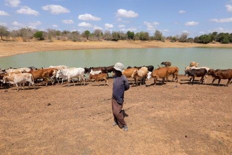 La sequía en Kenia afecta ya a unos dos millones de personas