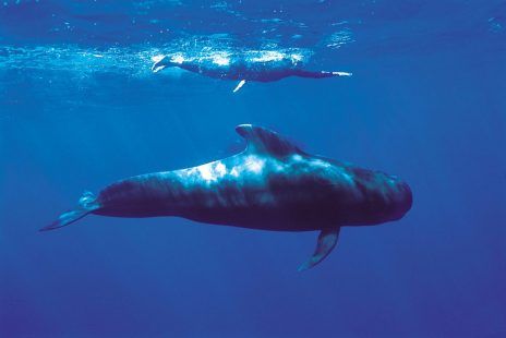 El Festival Arona SOS Atlántico busca ser un “referente mundial” en concienciación marina