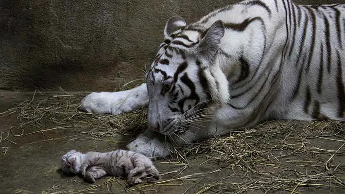 Tres tigres blancos nacieron en un zoológico en Nicaragua