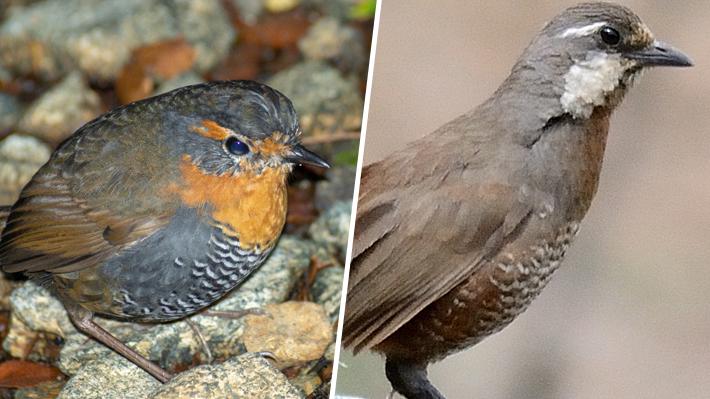 Estudio señala que aves de la Patagonia comen trufas y participan en su dispersión