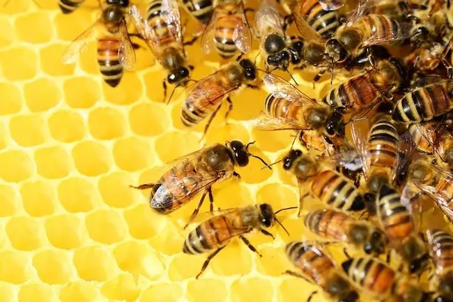 Miles de abejas sobreviven 50 días sepultadas bajo ceniza al borde del volcán