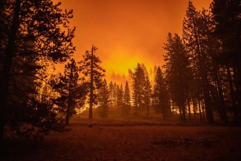 Gigantescas secuoyas resultaron calcinadas en los incendios de California