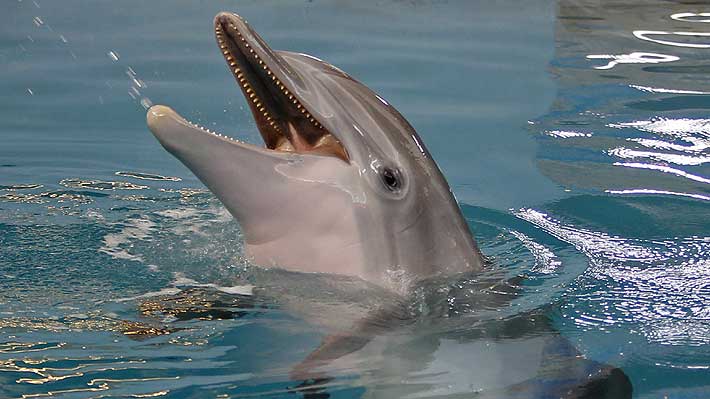 Murió «Winter», la delfín que usaba una prótesis en su cola