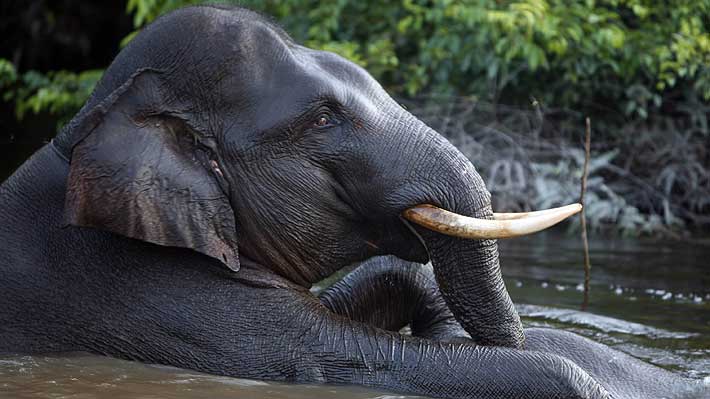 Muere cría de elefante tras perder la trompa en una trampa en Indonesia