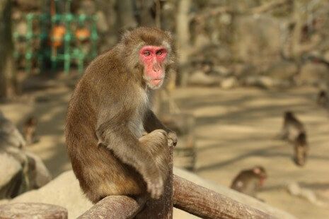 Una insólita hembra alfa lidera un grupo de macacos en Japón