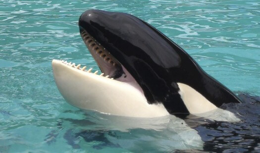 La orca Lolita abandona «el mundo del espectáculo»