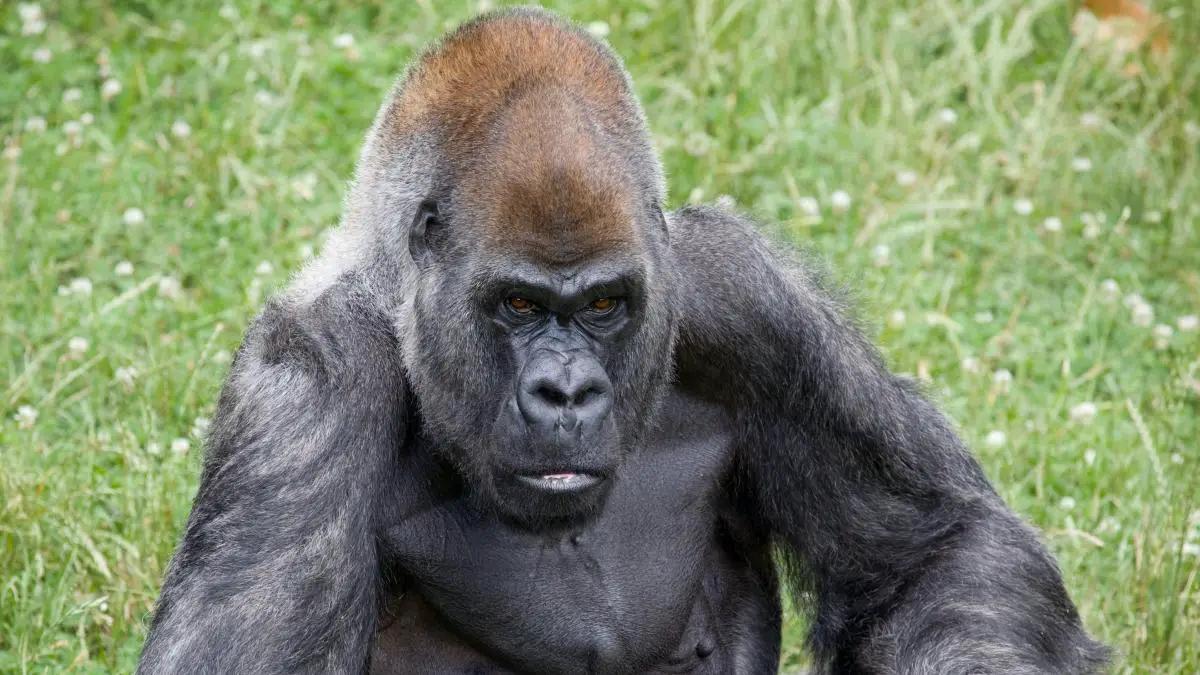 El gorila macho más viejo del mundo murió a los 61 años