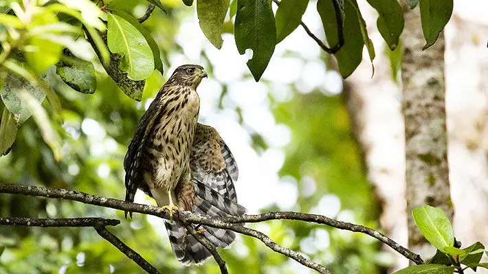 En EE.UU. declaran extinto al llamativo pájaro carpintero real y a otras 22 especies