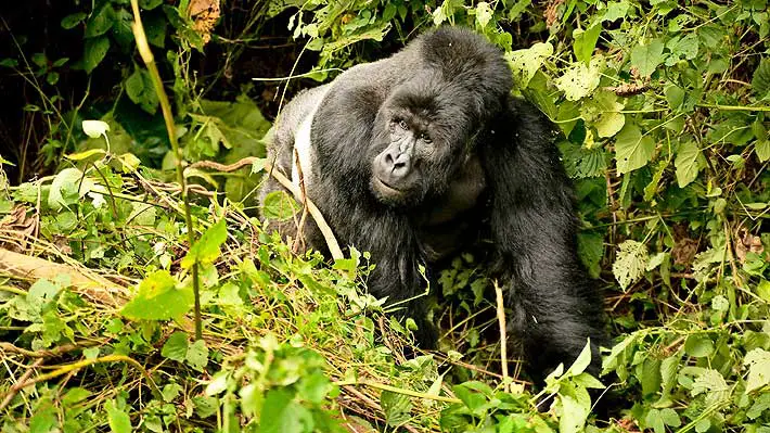 Gorila que en 2019 posó para una selfie murió por una enfermedad