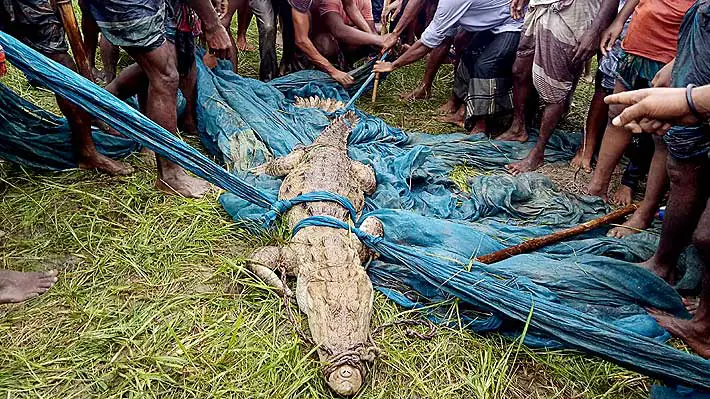 Capturan un cocodrilo cuya especie se creía extinta en Bangladesh