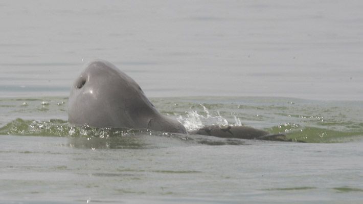 Muere último ejemplar de delfín de agua dulce que habitaba en Camboya