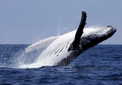 La muerte de ballenas jorobadas en Brasil bate récords: más de 130 este año