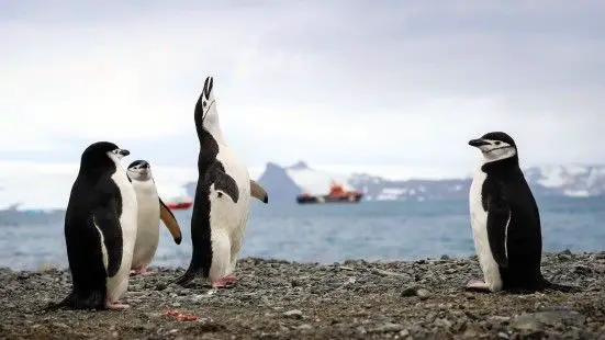 Hallan microplásticos en la dieta de los pingüinos de la Antártida