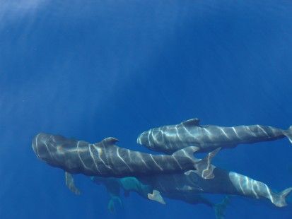“Big data” para preservar a los cetáceos expuestos al avistamiento turístico