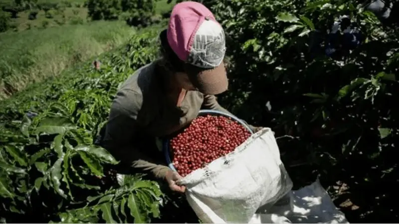 Producción y exportación de café y cacao, está siendo afectada por la temporada invernal
