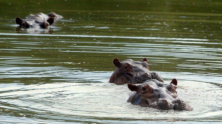 Declararán a los hipopótamos como especie invasora en Colombia