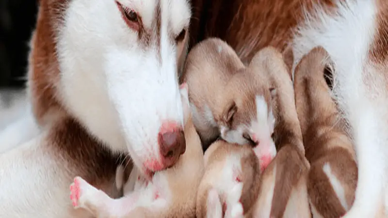 Esterilización en mascotas, una medida amorosa en el mes de la madre gatuna y perruna