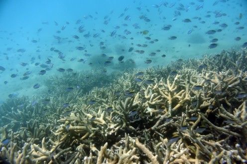 La Gran Barrera de Coral, un ecosistema en peligro que ‘clama’ protección