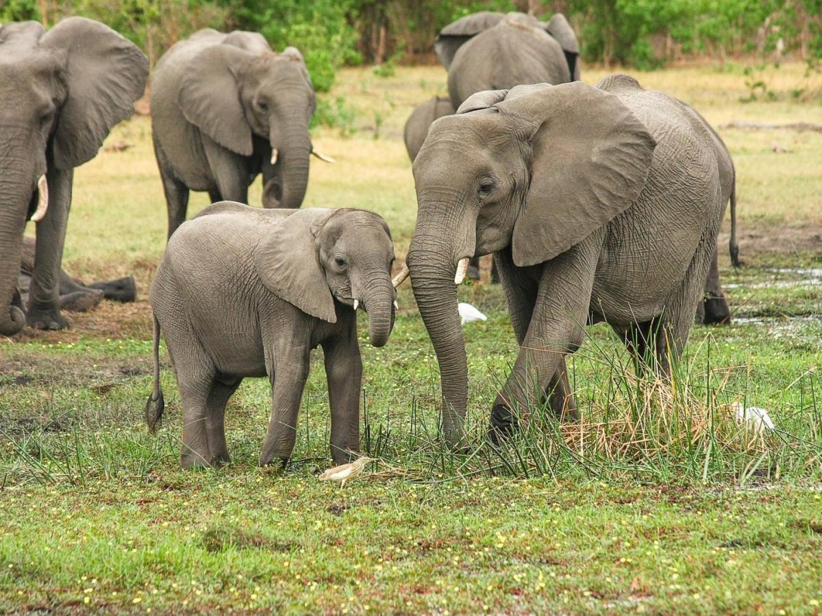 Elefantes nacen sin colmillos en África para evitar caza furtiva