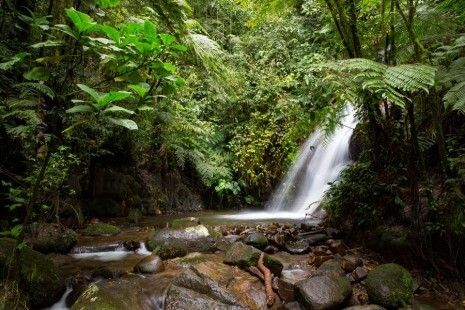 Ecuador promueve la reforestación en reserva de la biosfera