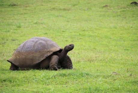 Identifican a tortuga gigante de Galápagos con otra extinta hace un siglo
