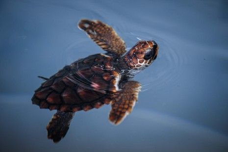 Nacen las primeras 45 tortugas bobas de 2021 en las playas de Cataluña