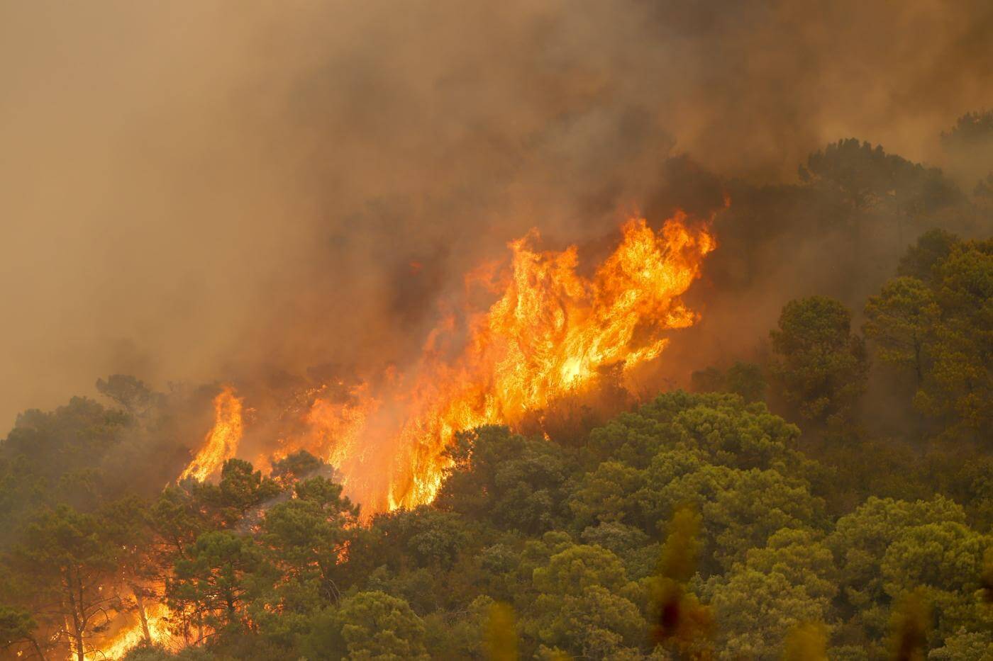 Fuego deja decenas de animales carbonizados en Sierra Bermeja