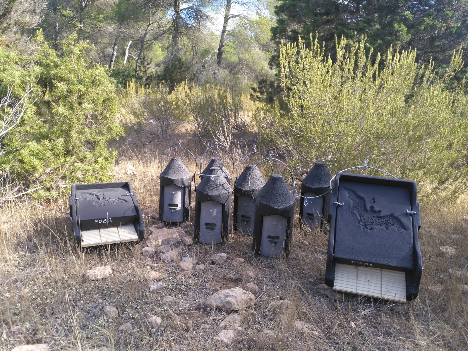 Colocan cajas-refugio para murciélagos en Baleares, como control de la procesionaria