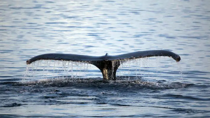 Rusia prohibirá la captura de cetáceos para ser vendidos a acuarios
