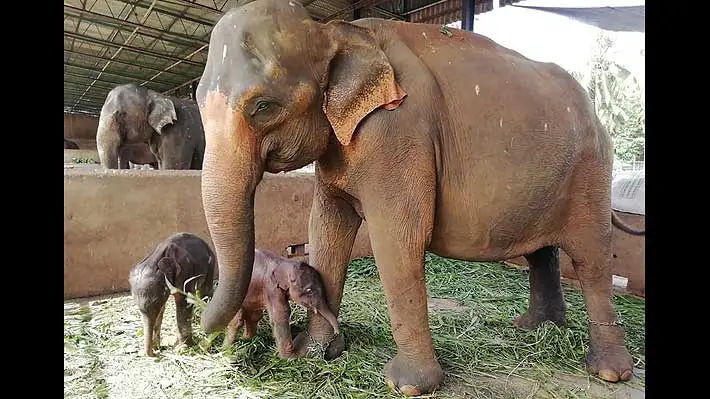 Nacen elefantes gemelos en Sri Lanka