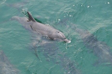 Las hembras de los delfines tienen un clítoris funcional