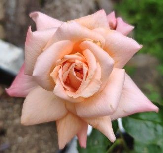 “Afrodita”, el nuevo rosal híbrido de té del Real Jardín Botánico