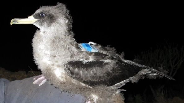 Las aves marinas se ven afectadas por la contaminación lumínica