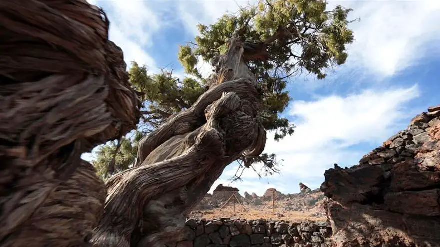 El árbol más viejo de Europa, un cedro de 1.400 años