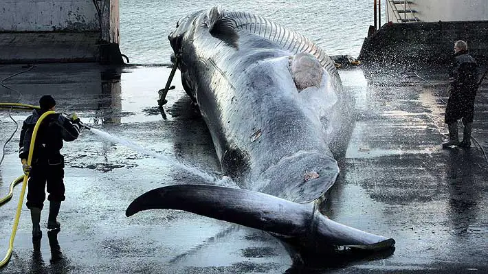 Islandia pondrá fin a la caza de ballenas