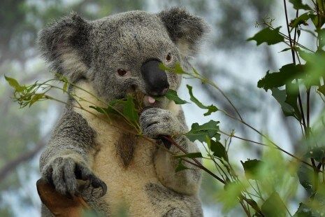 Población de koalas se redujo en un 30% desde 2018