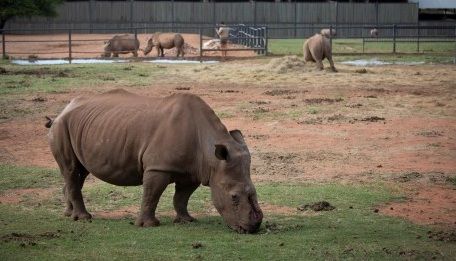 La caza furtiva de rinocerontes aumentó en 2021 en Sudáfrica