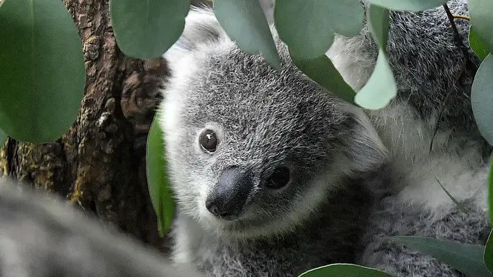 Koalas son clasificados como «especie amenazada» en Australia