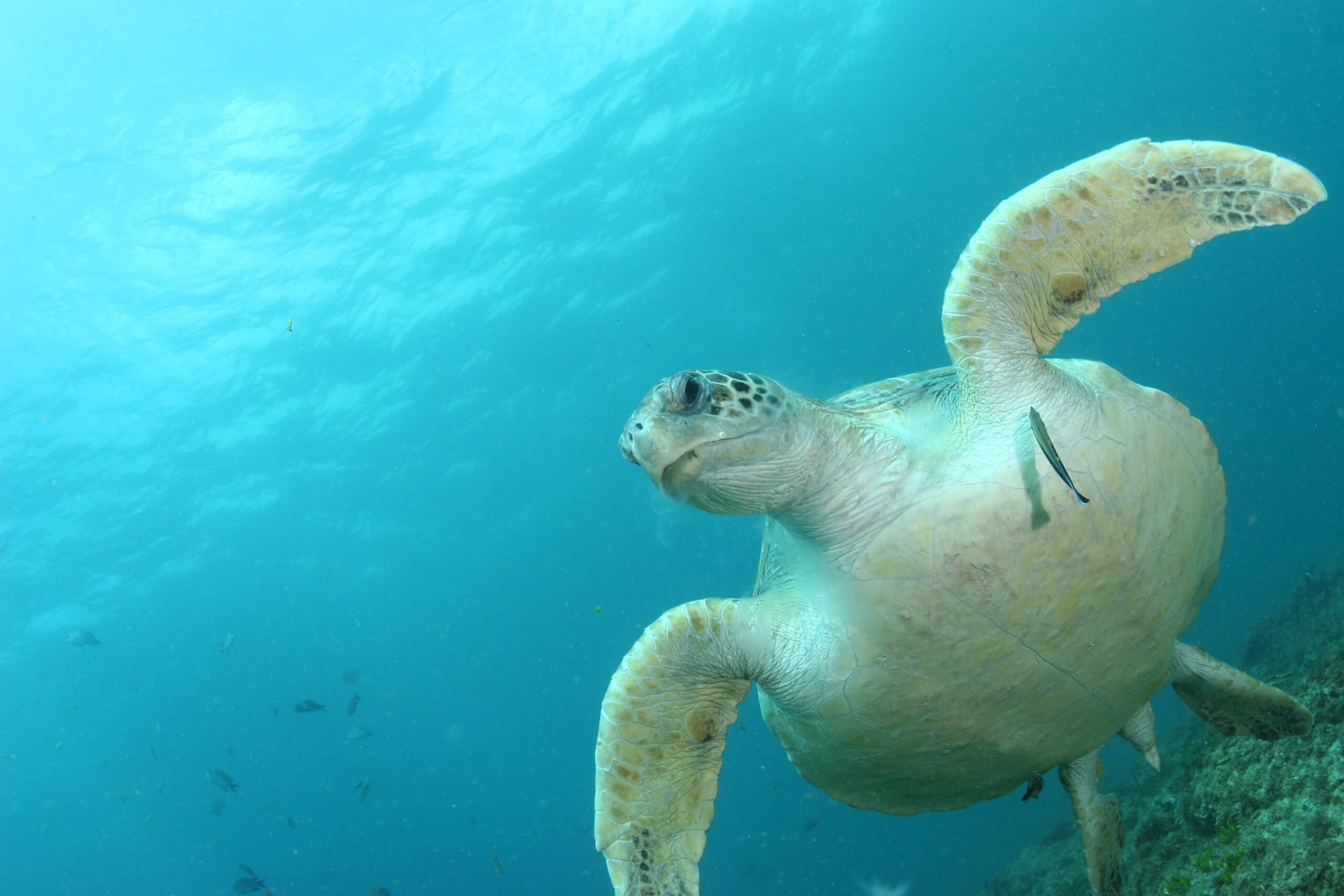 China reporta nacimientos récord de tortugas marinas en una reserva natural